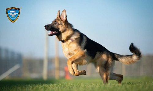 Hình ảnh một chú chó cảnh sát German Shepherd