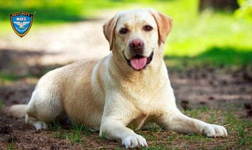 Ngoại hình của một chú chó đặc vụ Labrador