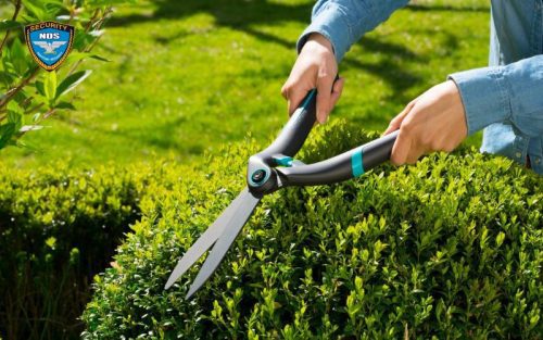 Nên cắt tỉa cây cối trong vườn nhà thường xuyên